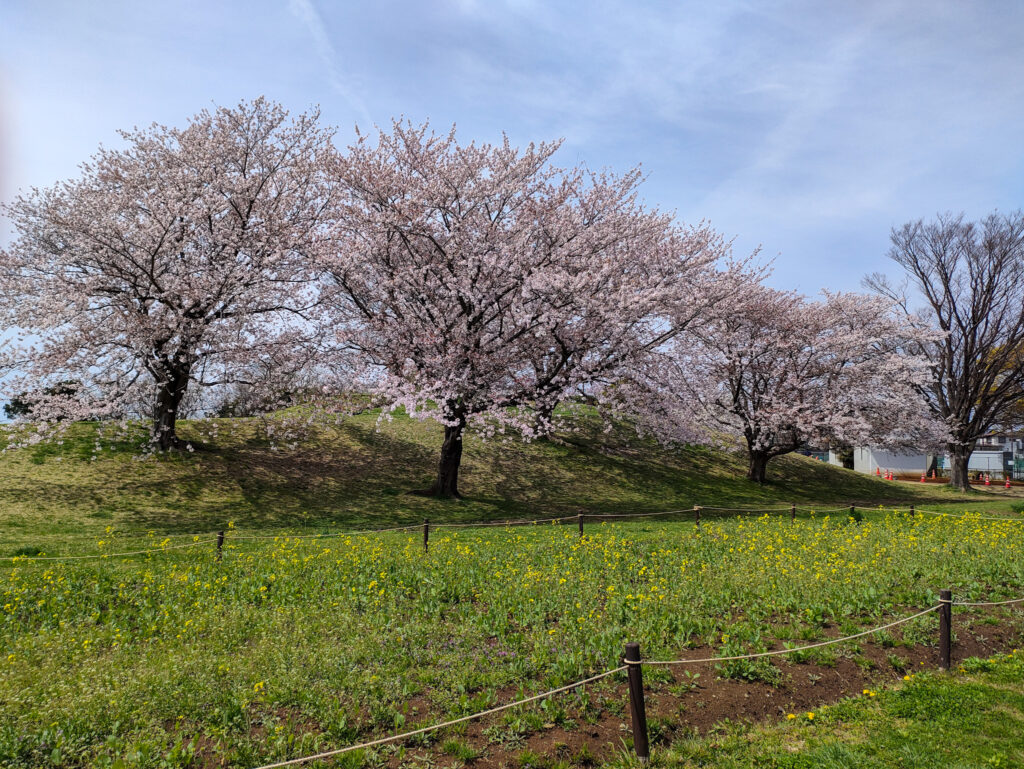 清水が丘公園の桜の画像